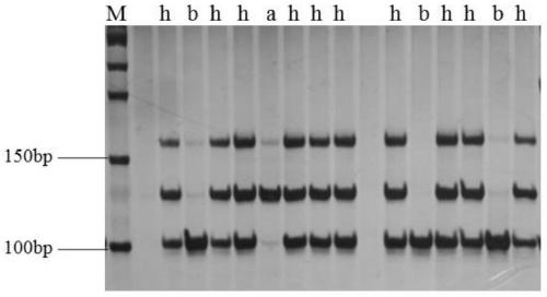 Molecular markers and specific primers and applications for assisting rf gene selection