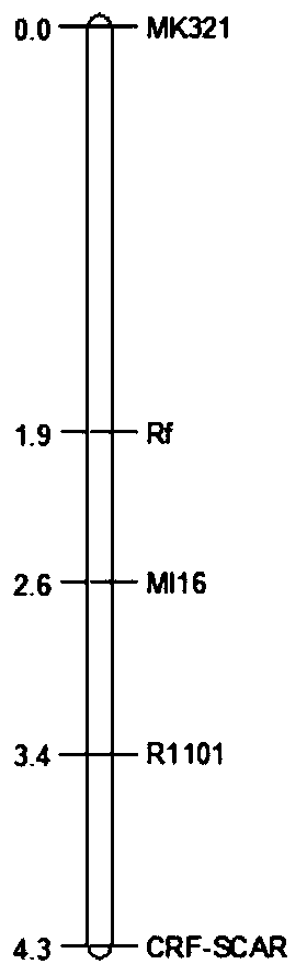 Molecular markers and specific primers and applications for assisting rf gene selection