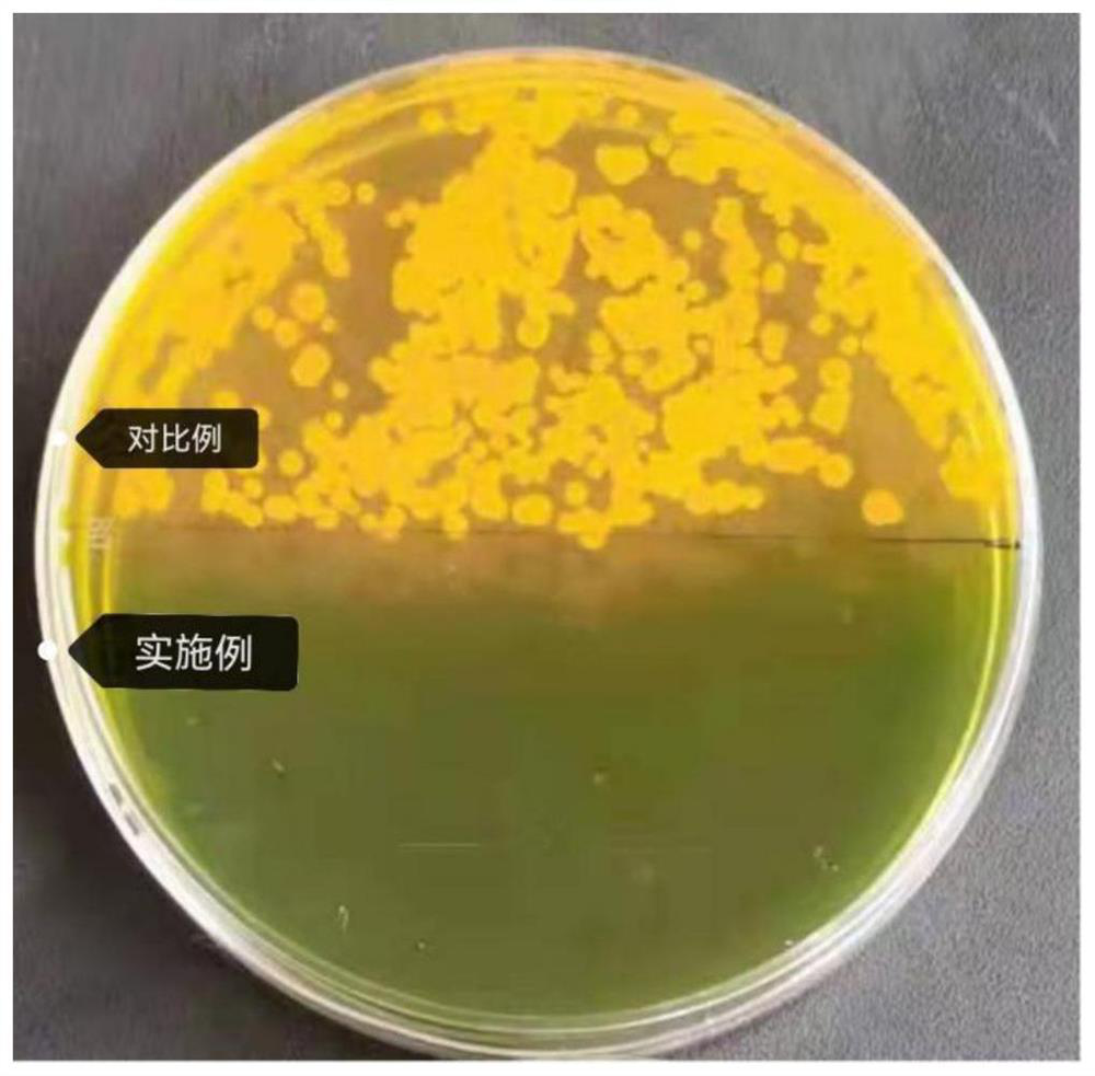 Method for efficiently purifying artemia used in shrimp breeding period