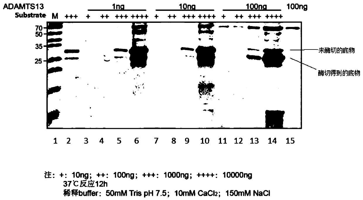 ADAMTS13 substrate with histidine tags and preparation method and application of ADAMTS13 substrate