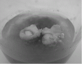 Somatic embryo rapid propagation and seedling growing method for camellia chekiangoleosa