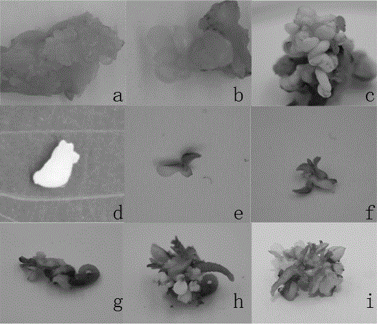 Somatic embryo rapid propagation and seedling growing method for camellia chekiangoleosa