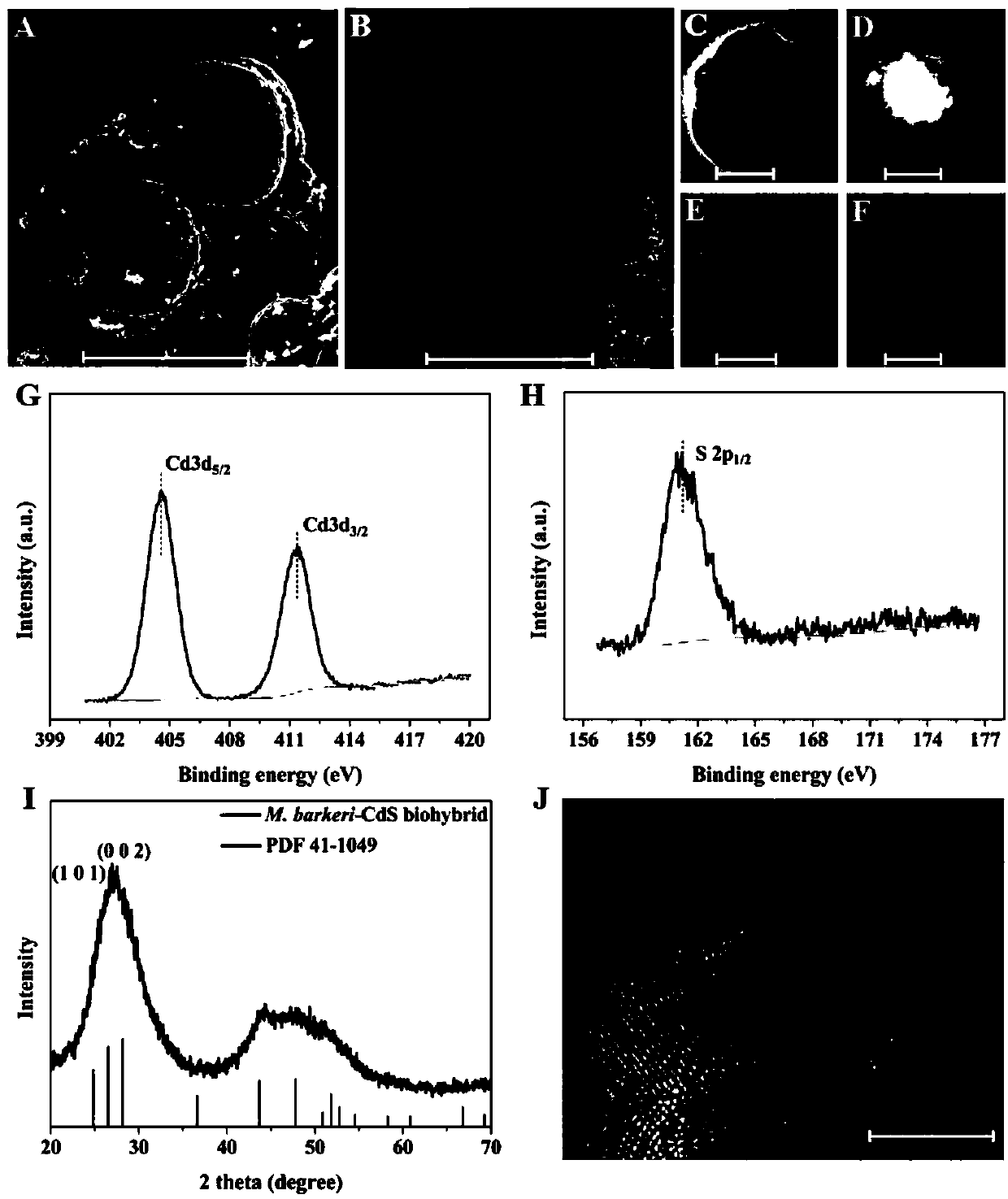 Method for reducing carbon dioxide to produce methane by optically driving methane octococcus