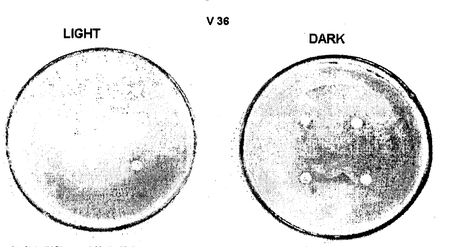 Composition for surface photoprotection