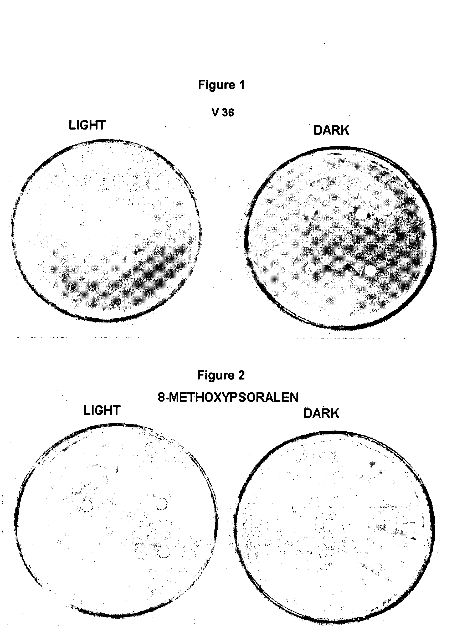 Composition for surface photoprotection