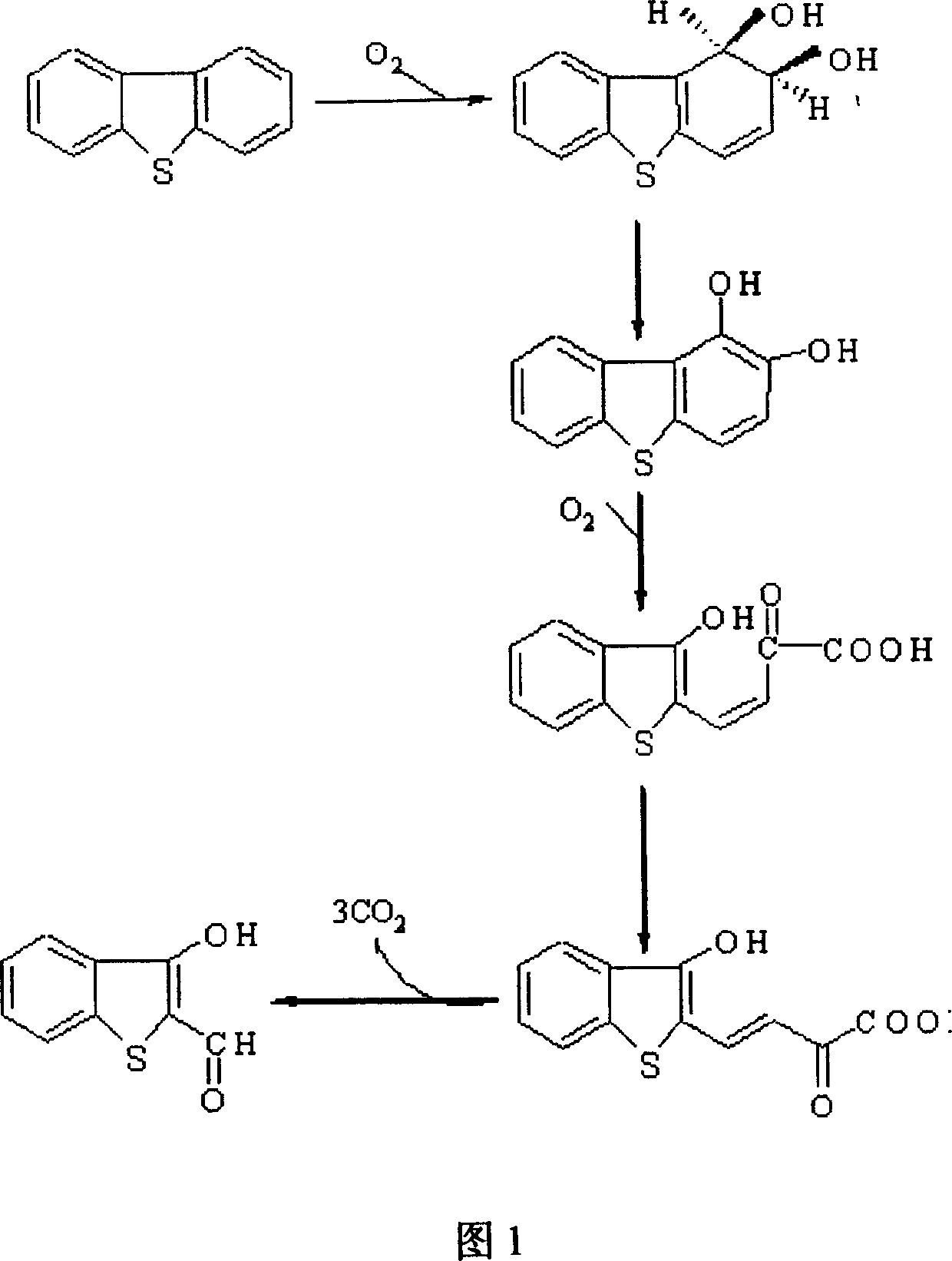 Rhodococcus erythropolis and application in removing sulfur element in surfide thereof