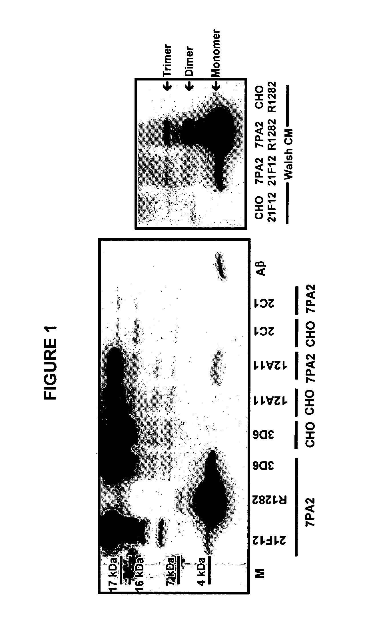 Immunoprecipitation-based assay for predicting in vivo efficacy of beta-amyloid antibodies