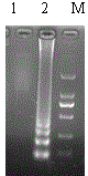 RT-LAMP (Reverse Transcription Loop-Mediated Isothermal Amplification) primer group and kit for detecting avian influenza viruses and applications of RT-LAMP primer group and kit