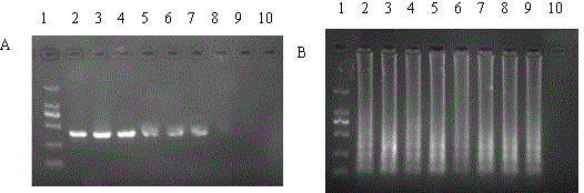 RT-LAMP (Reverse Transcription Loop-Mediated Isothermal Amplification) primer group and kit for detecting avian influenza viruses and applications of RT-LAMP primer group and kit