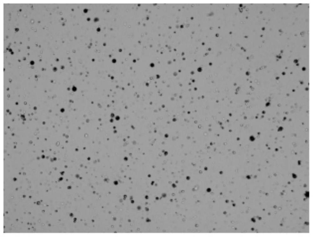 Single cell separation method of Aurelia coerulea polyps