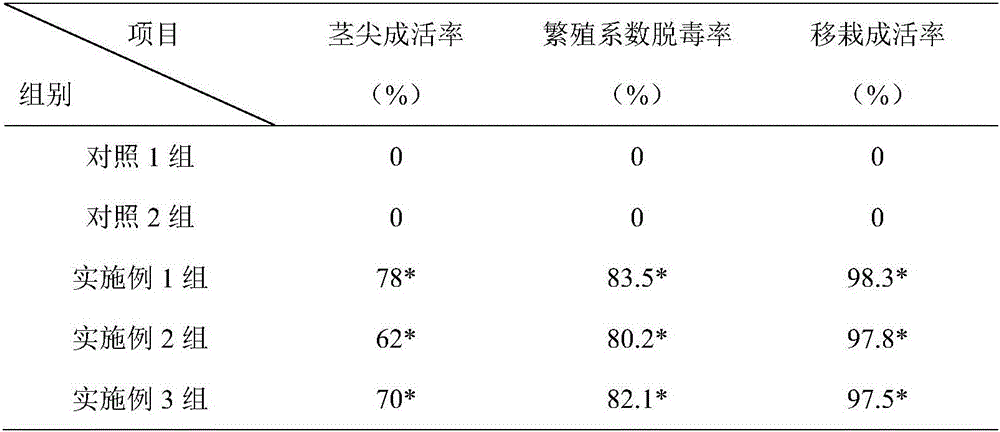 Chinese gooseberry stem tip detoxification and rapid propagation method