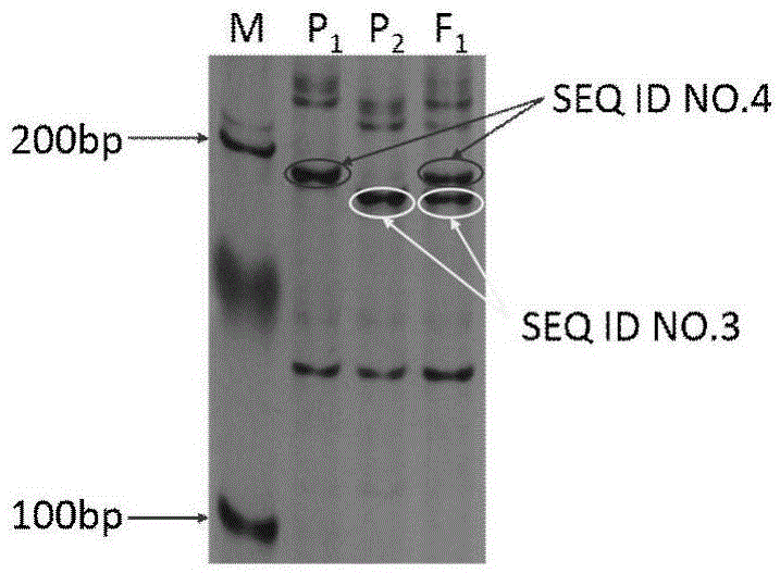 SSR primer SSR81 used for identifying purity of hybrid seeds of Xiaguan No.1 zucchinis and identification method