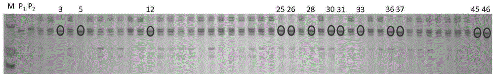 SSR primer SSR81 used for identifying purity of hybrid seeds of Xiaguan No.1 zucchinis and identification method