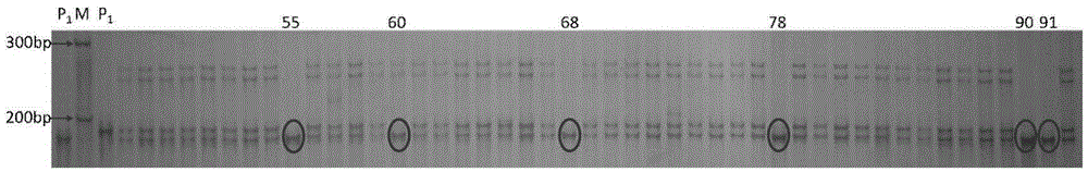 SSR primer SSR81 used for identifying purity of hybrid seeds of Xiaguan No.1 zucchinis and identification method