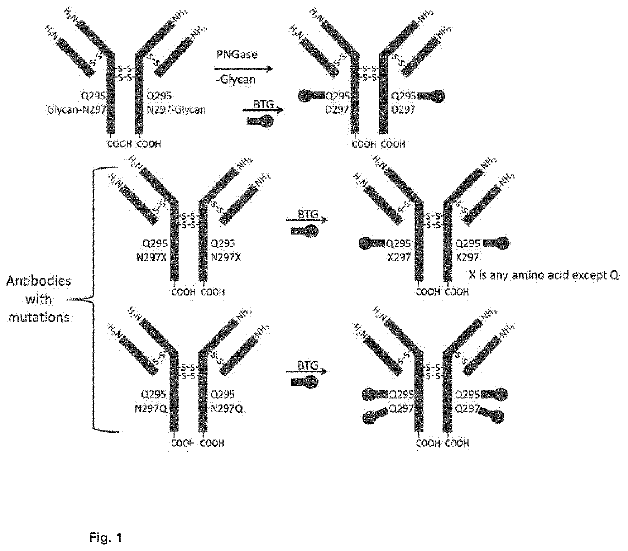 Prodrugs of cytotoxic active agents having enzymatically cleavable groups