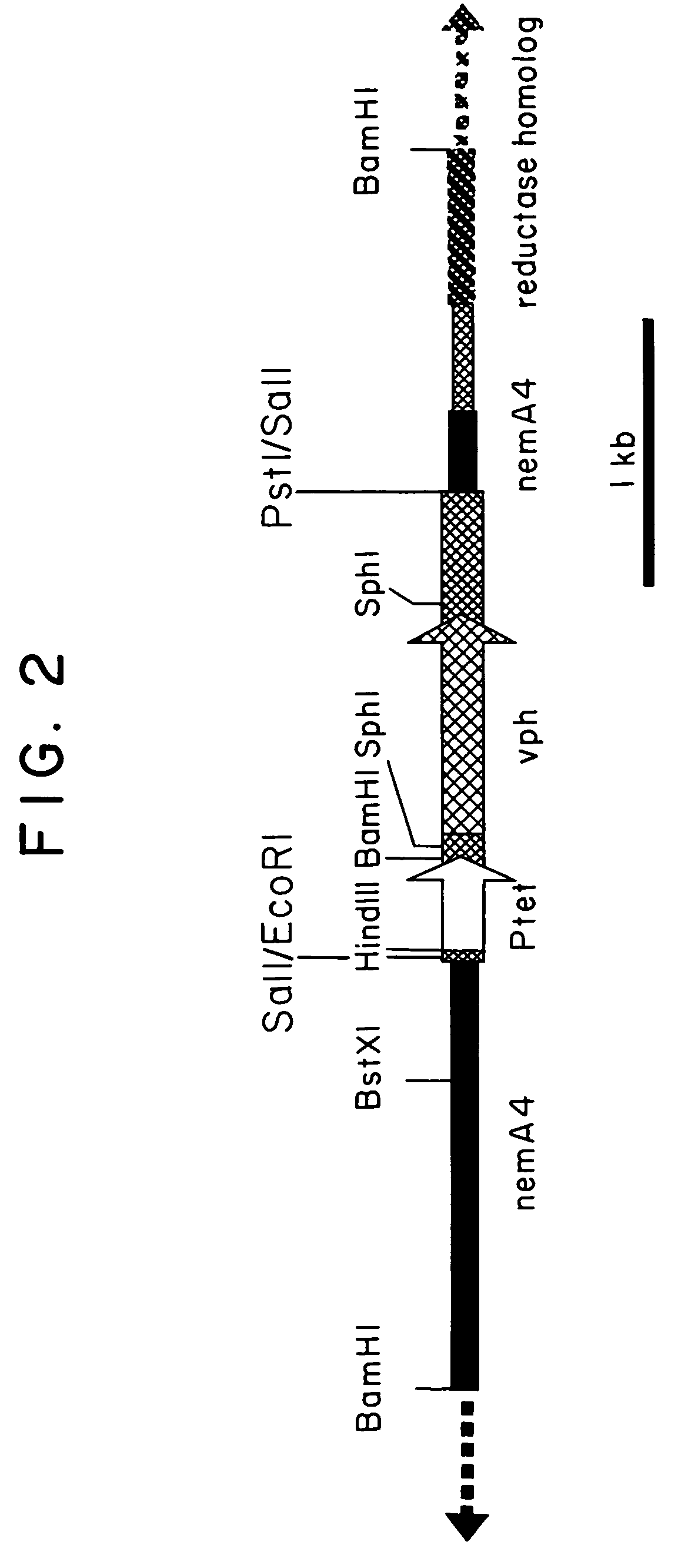 Strain belonging to the genus Streptomyces and being capable of producing nemadictin and process for producing nemadictin using the strain