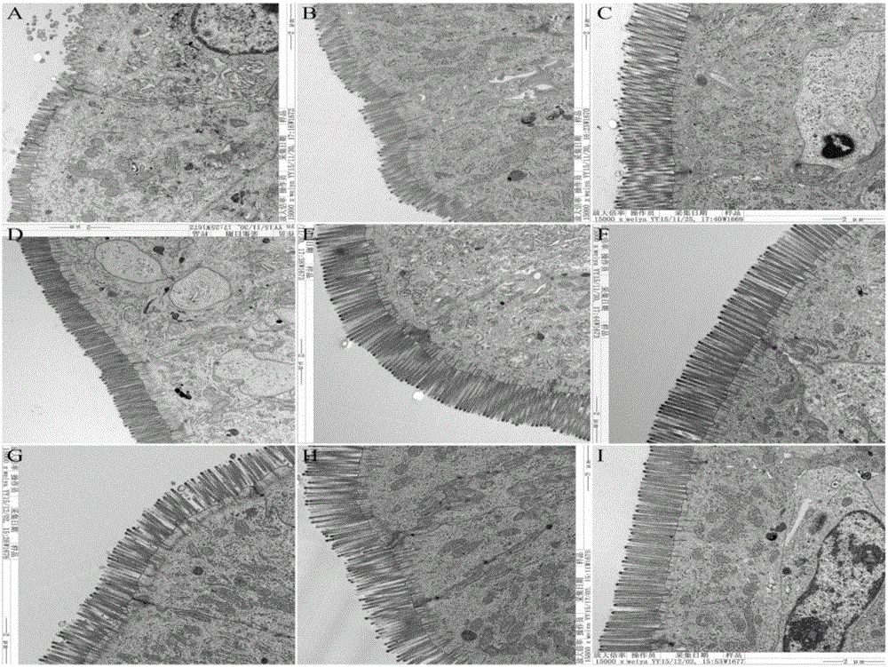 Formula feed for improving intestinal barrier function of early weaned piglet and feeding method of formula feed