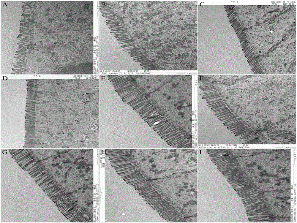 Formula feed for improving intestinal barrier function of early weaned piglet and feeding method of formula feed