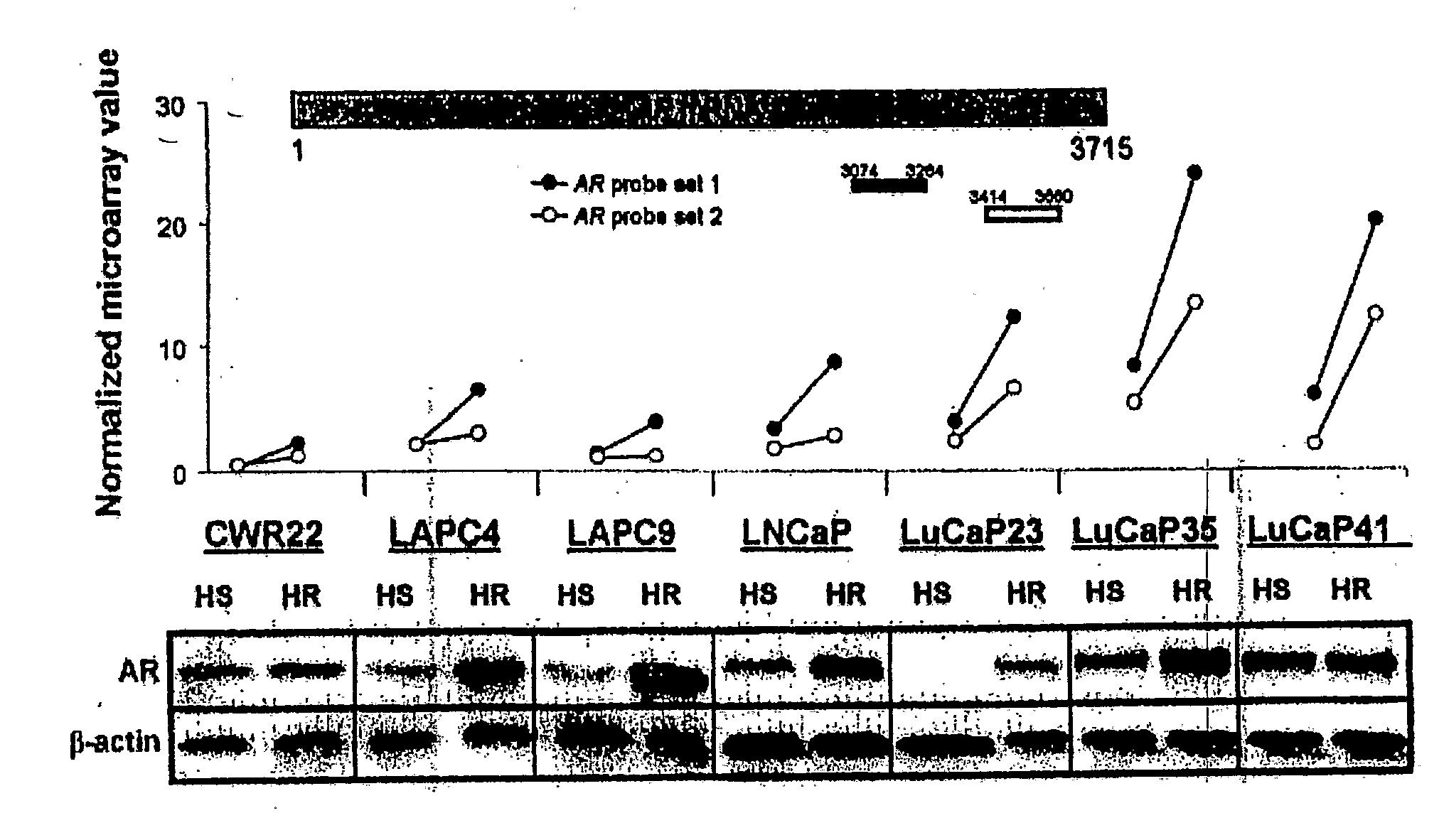 Methods and materials for assessing prostate cancer therapies and compounds