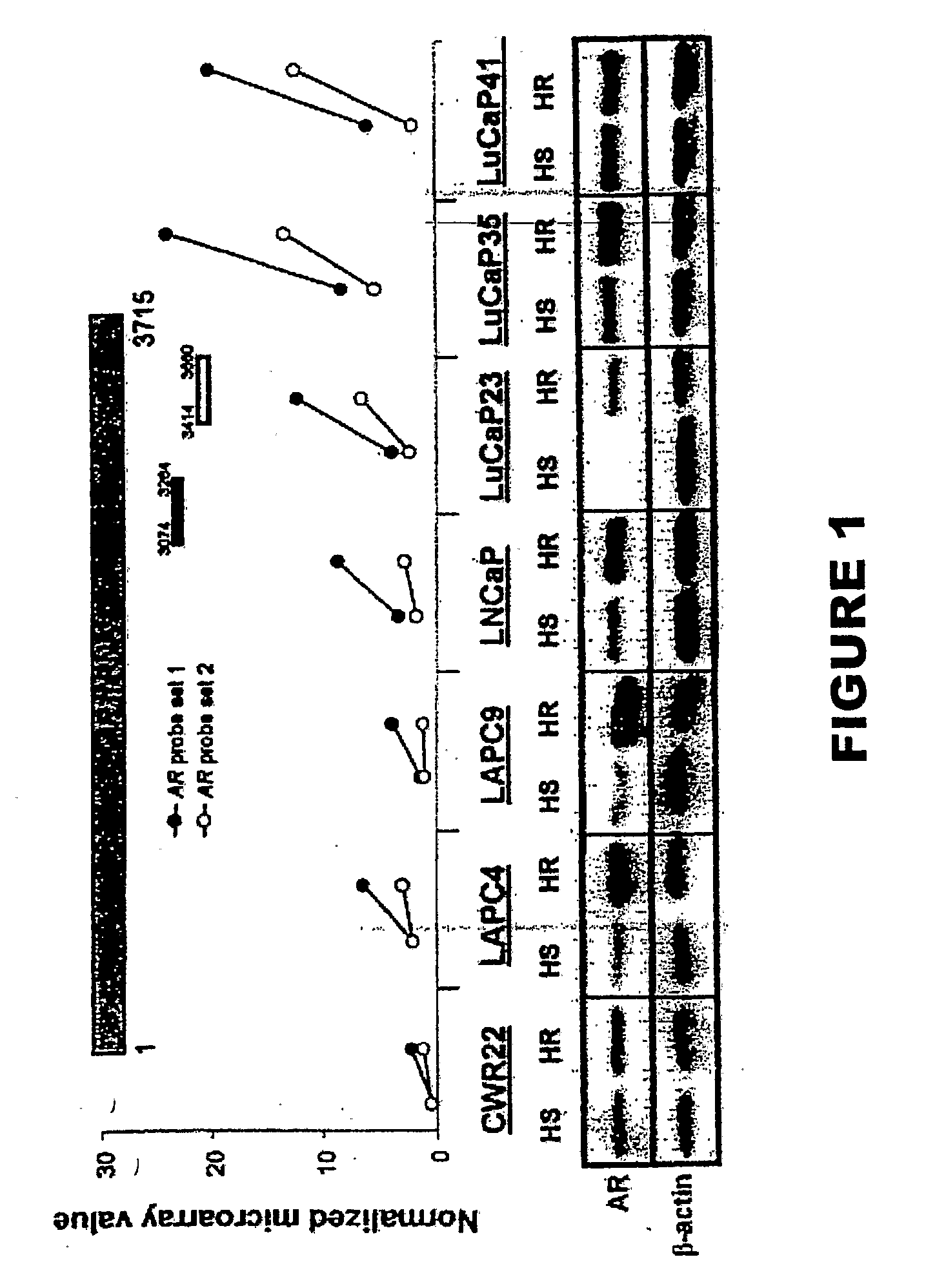 Methods and materials for assessing prostate cancer therapies and compounds