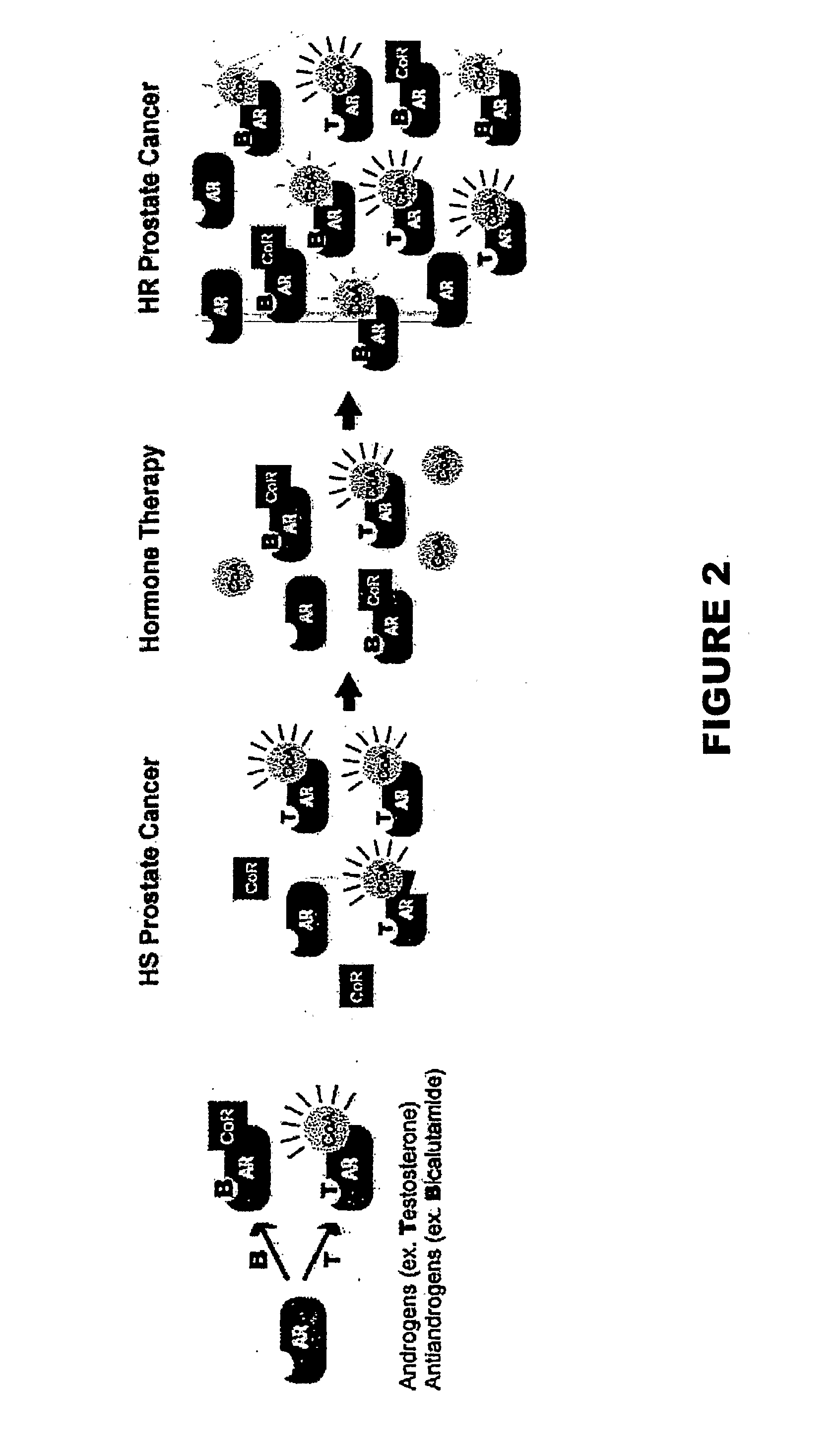 Methods and materials for assessing prostate cancer therapies and compounds