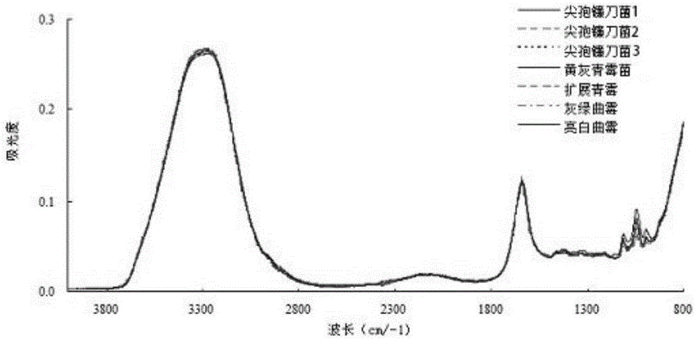 Rapid detection method for grain fungal pollution cases and applications thereof