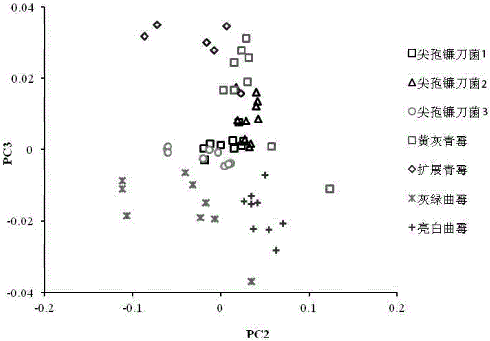 Rapid detection method for grain fungal pollution cases and applications thereof