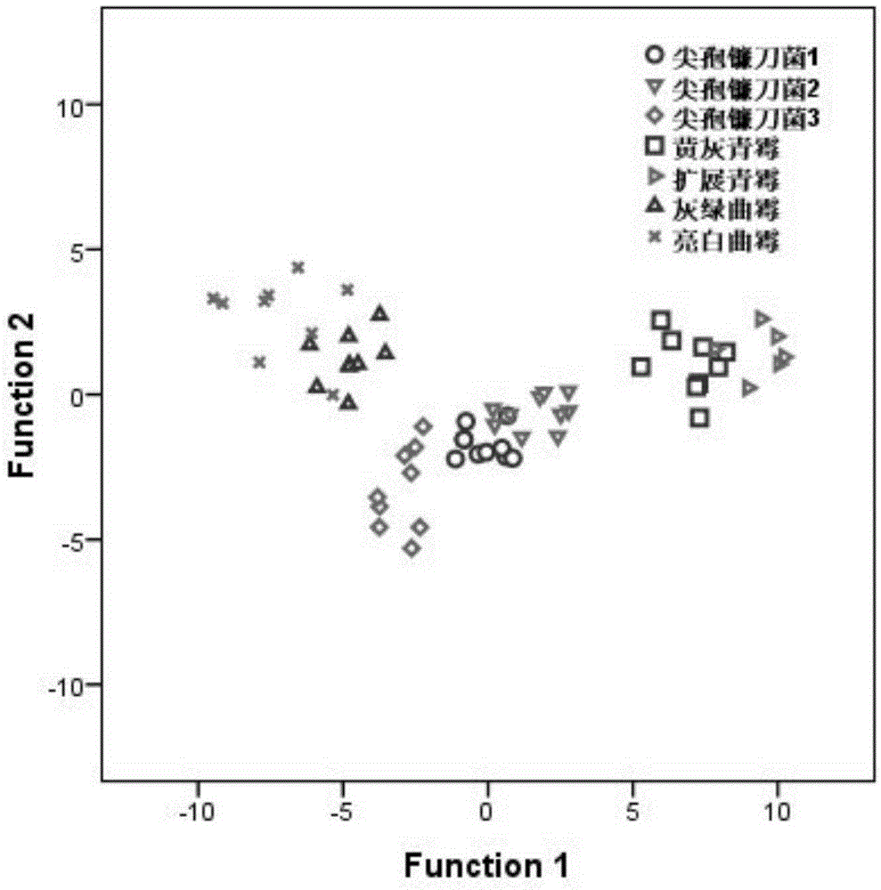 Rapid detection method for grain fungal pollution cases and applications thereof