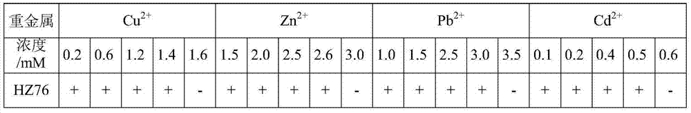 Heavy-metal-resistant rhizobium and application thereof