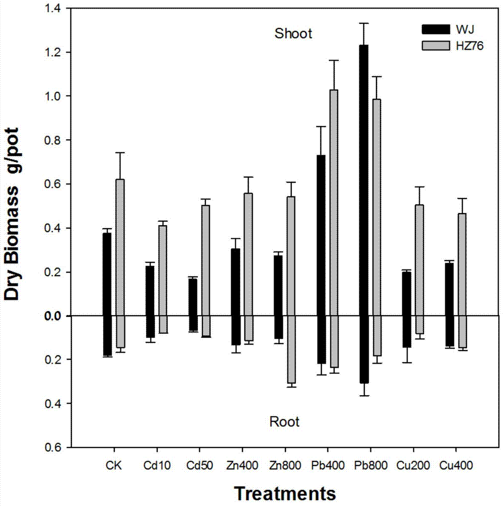 Heavy-metal-resistant rhizobium and application thereof