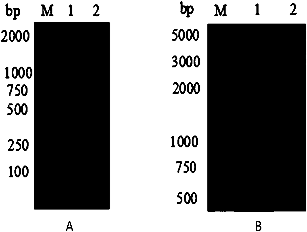 Fusion protein of nano antibody and pseudomonas aeruginosa exotoxin and application