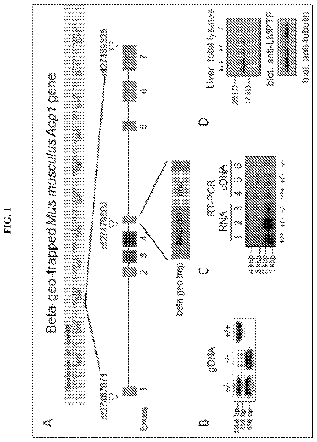 Inhibitors of low molecular weight protein tyrosine phosphatase and uses thereof