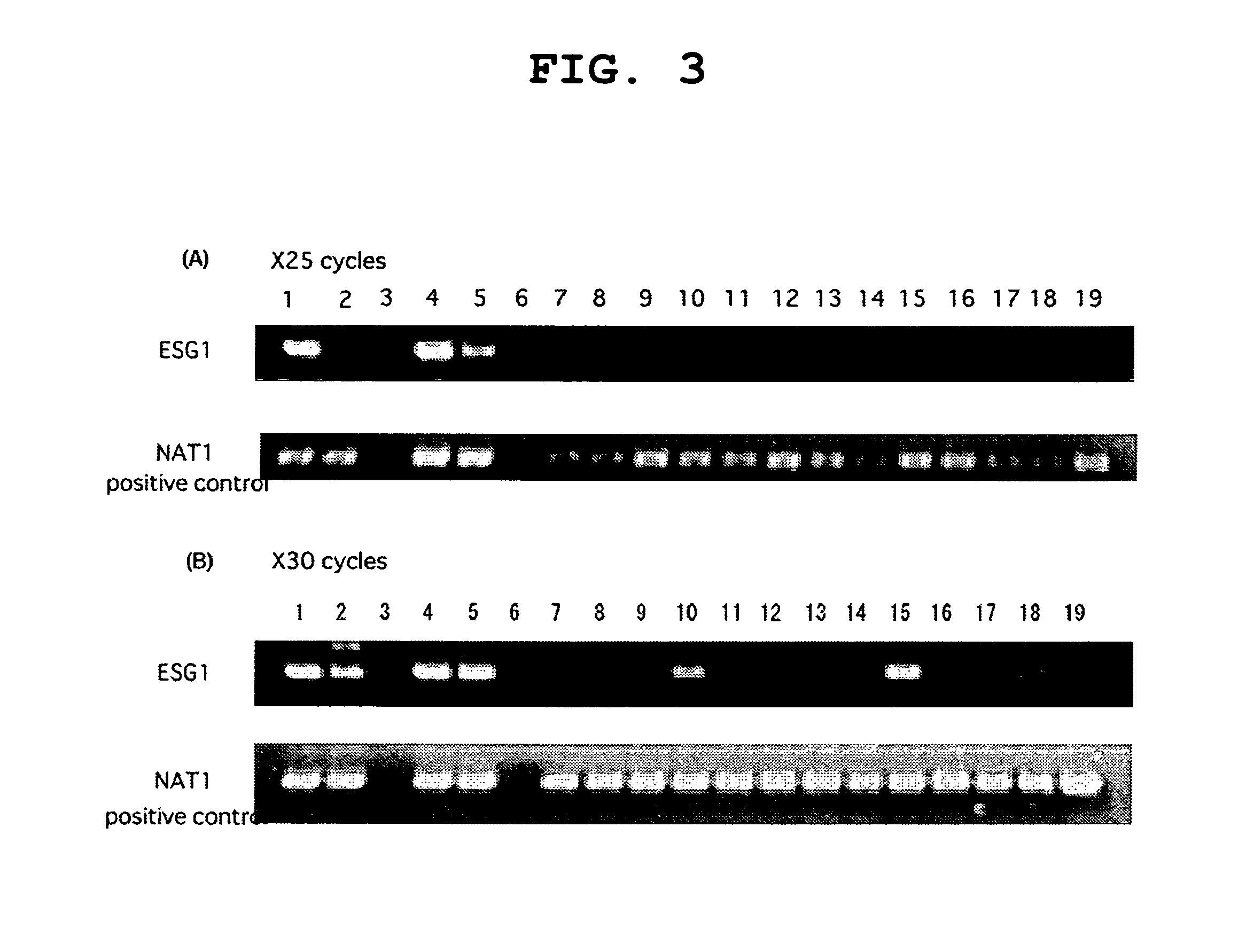 Screening method for somatic cell nuclear reprogramming substance affecting ECAT2 and ECAT3