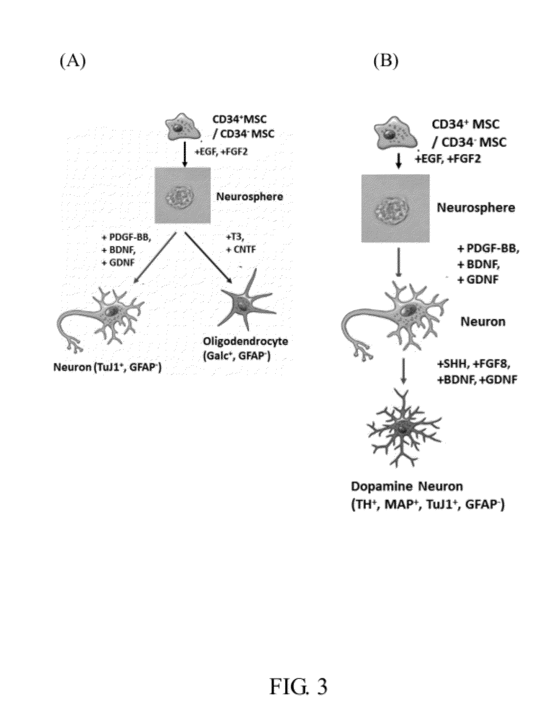 Human multipotent embryonic stem cell-like progenitor cells