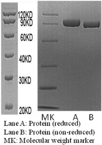 Multifunctional fusion protein for Her2+tumor and application thereof