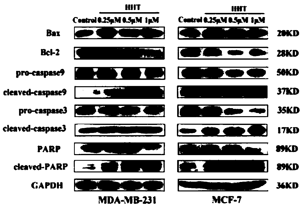 Application of homoharringtonine in treatment of breast tumors