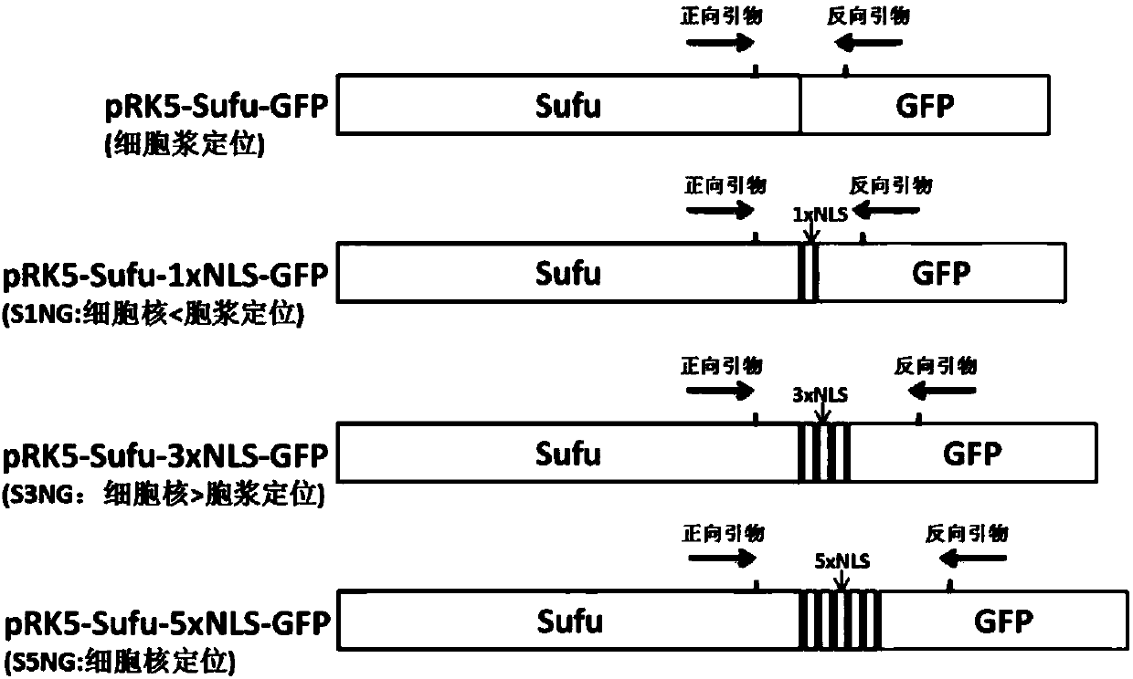 Method for efficiently localizing exogenous mammal cytoplasmic protein in cell nucleus and application thereof