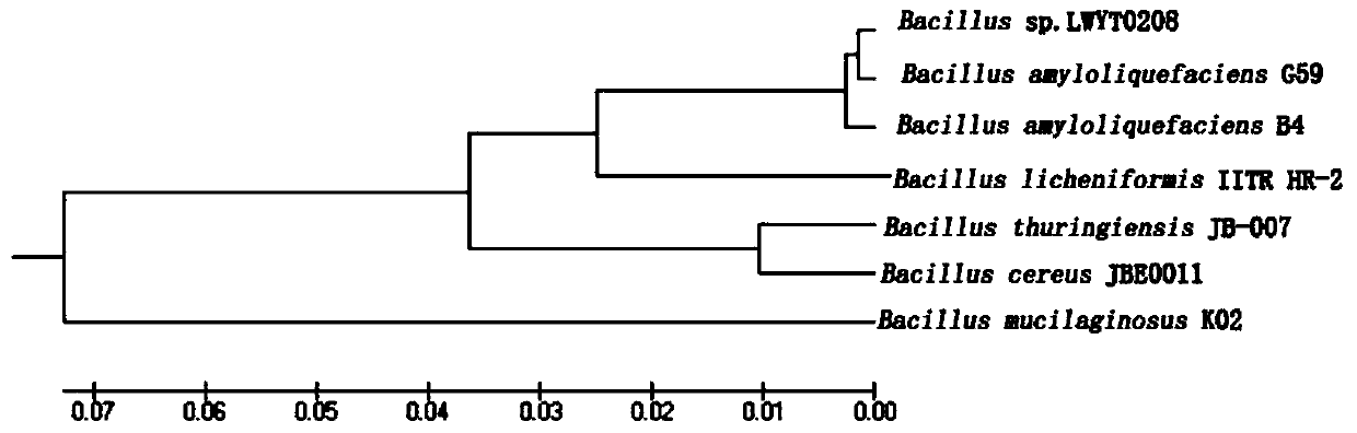 A kind of bacillus amyloliquefaciens bacterial strain and its application for biocontrol