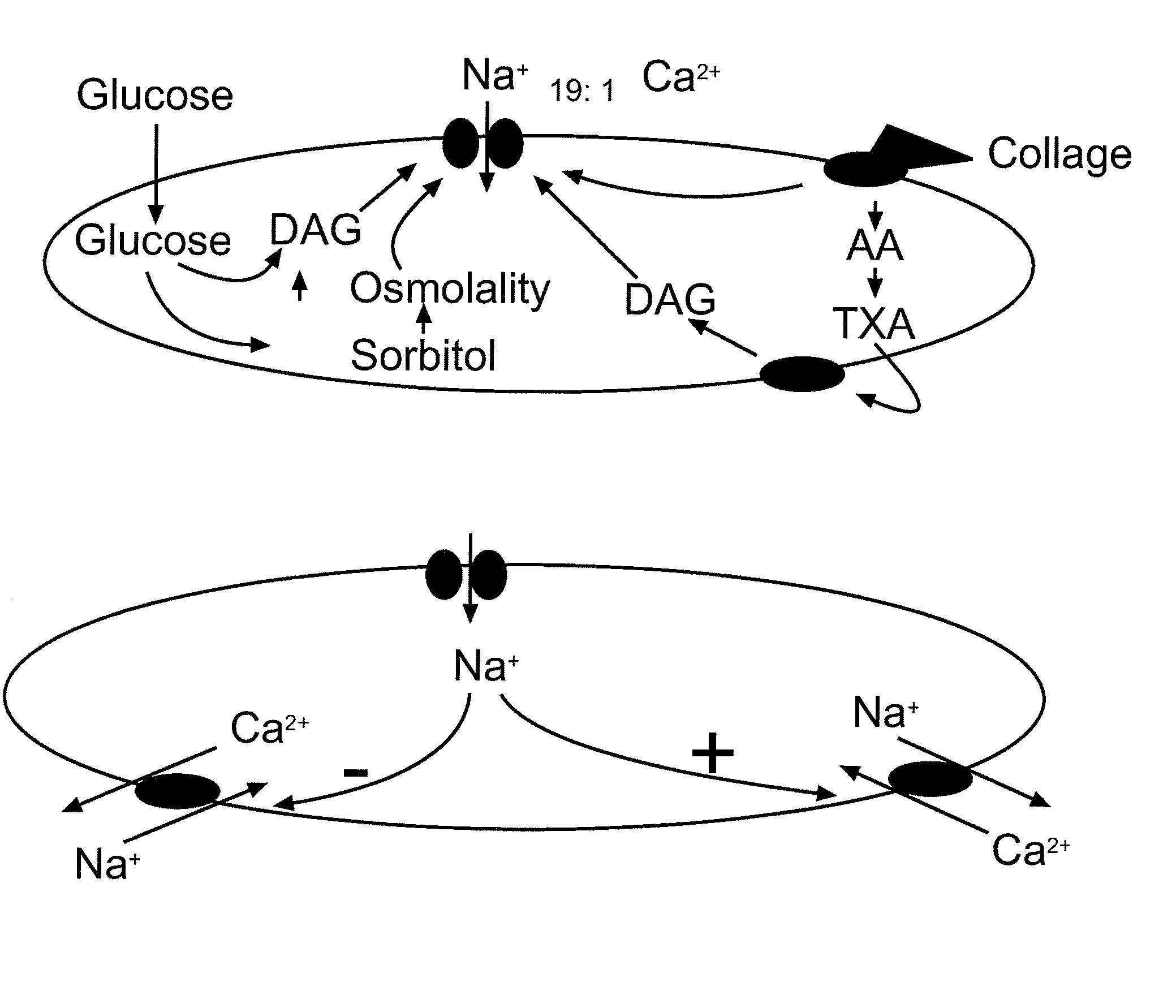 Inhibition of Platelet Aggregation