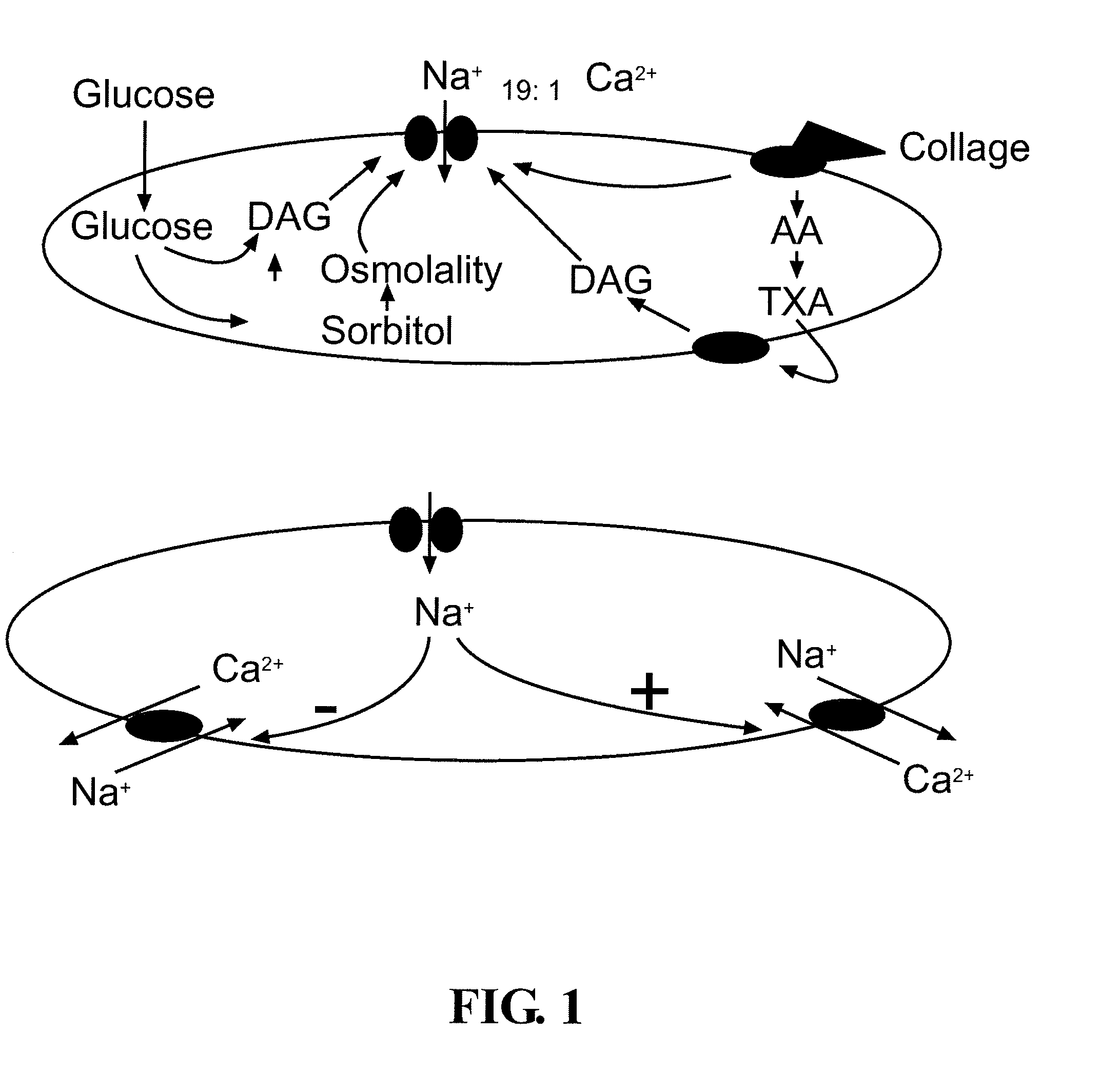 Inhibition of Platelet Aggregation