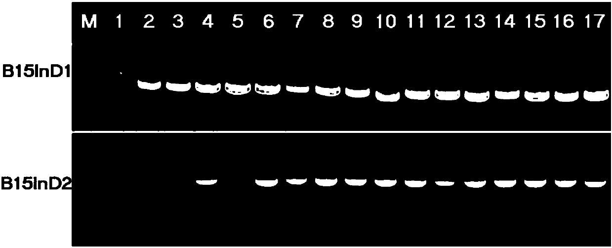 Specific codominant molecular marker for brown planthopper resistant genes Bph15 of rice and application thereof