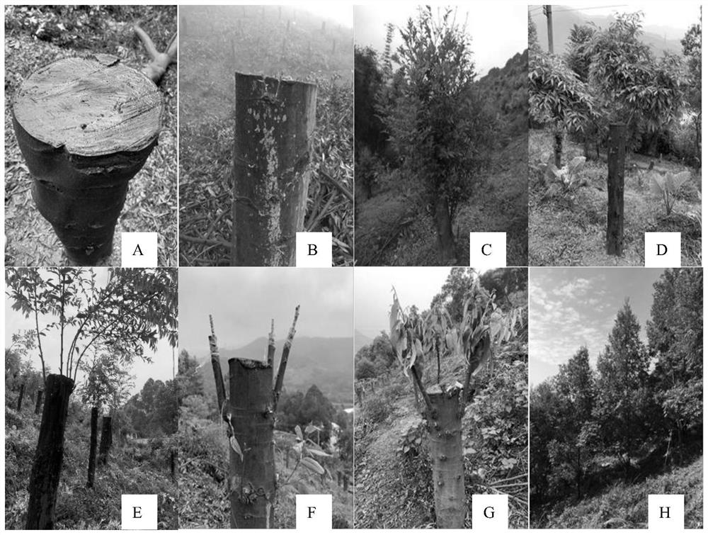 A kind of method and application of rapid establishment of seed orchard of red cone clone