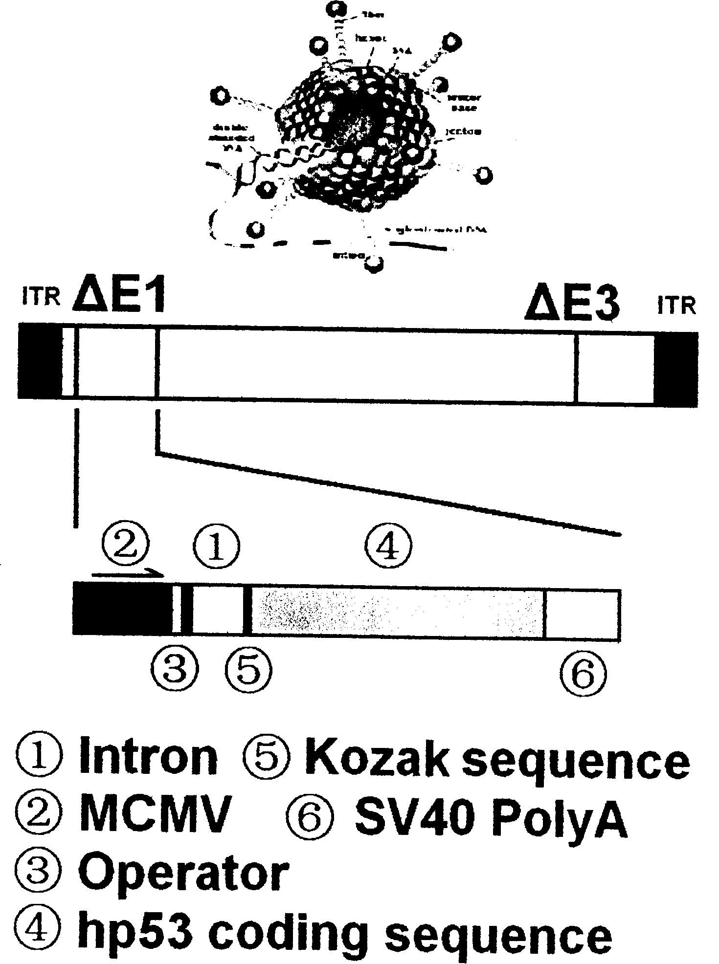 Recombinant of intelligent adenovirus vector and khp53 gene and application thereof