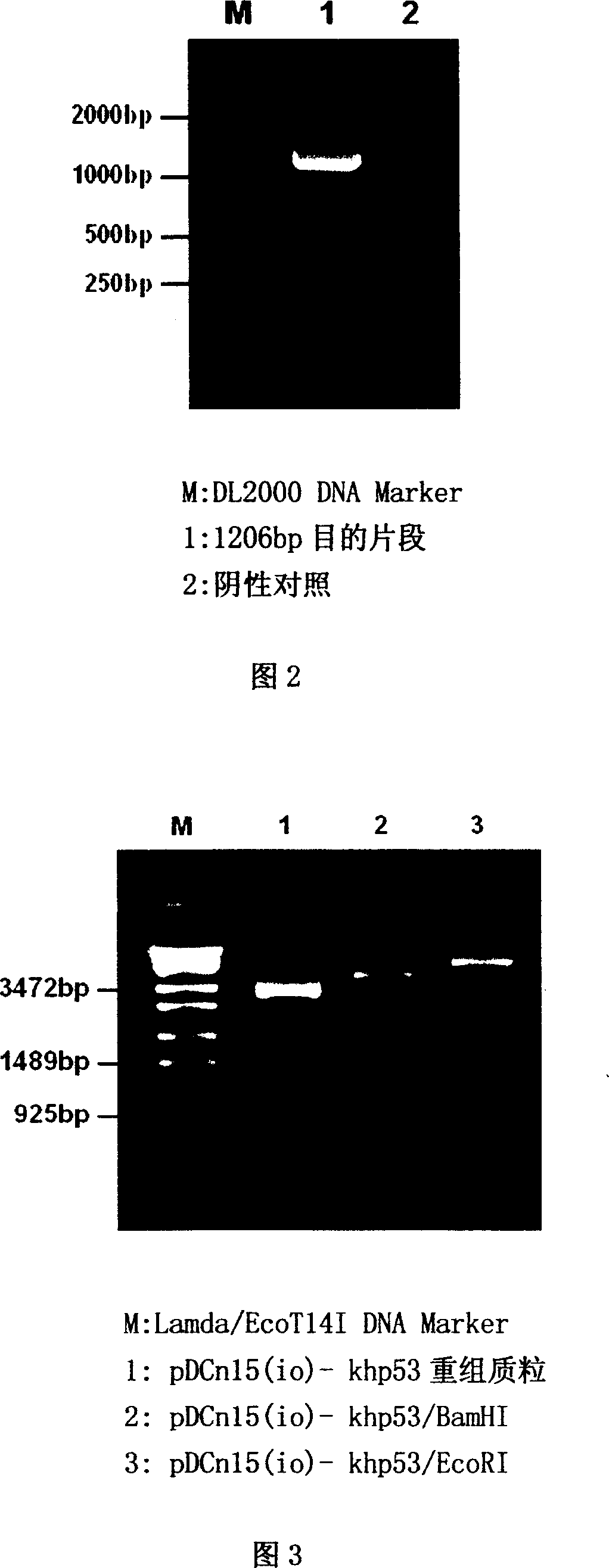 Recombinant of intelligent adenovirus vector and khp53 gene and application thereof