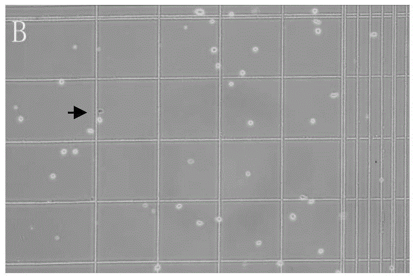 Preparation method of subtotipotent stem cells