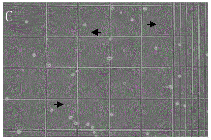 Preparation method of subtotipotent stem cells