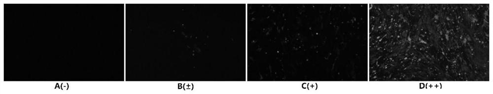 Pig ω7 interferon mutant and its preparation method and application