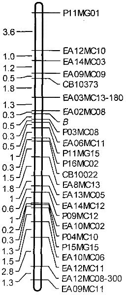 Method for breeding new line of Brassica napus by utilizing biotechnology