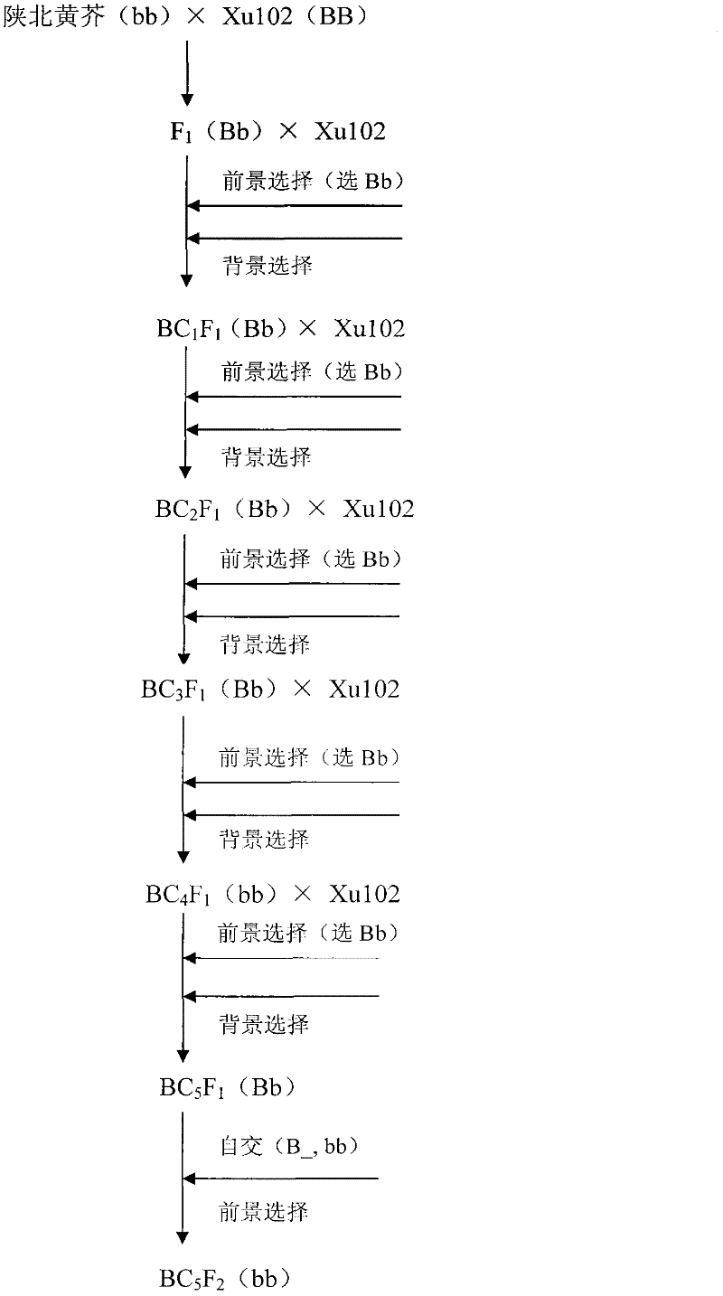 Method for breeding new line of Brassica napus by utilizing biotechnology