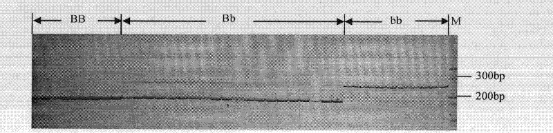 Method for breeding new line of Brassica napus by utilizing biotechnology